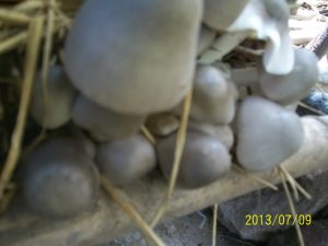 mushroom1